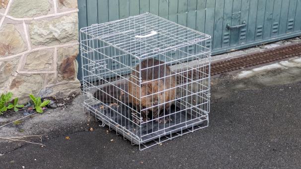 <p>Gefangen im Käfig - aber nur für kurze Zeit.</p>