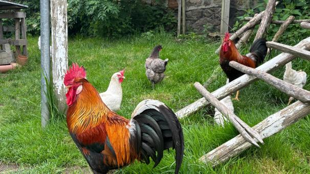 <p>Der größte und älteste Hahn macht schnell klar, wer im Gehege das Sagen hat.</p>