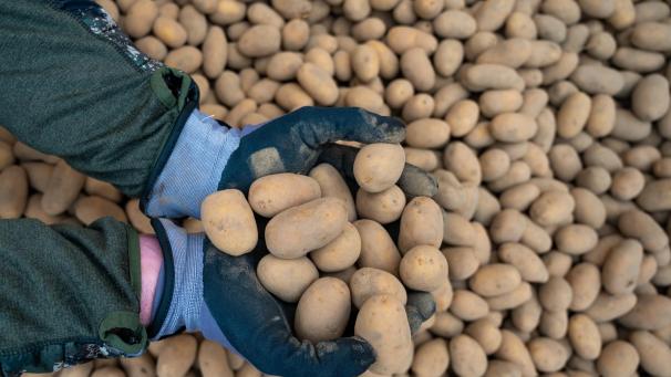 <p>Ob der steigende Kartoffelpreis auch einen Einfluss auf die Preise in Fritüren haben wird, bleibt abzuwarten.</p>
