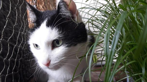 <p>Kater Paul tippt Fußballspiele</p>