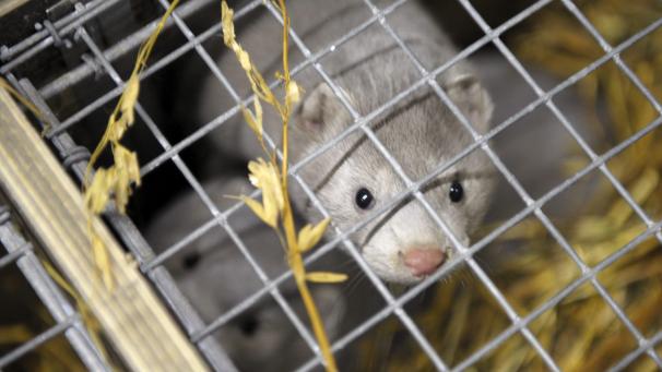 <p>Zwei Amerikanische Nerze werden auf einer Messe ausgestellt.</p>