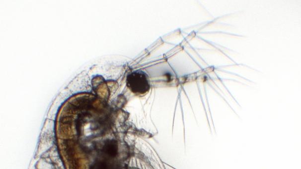 <p>Die KU Löwen hat für die Studie verschiedene Populationen beobachtet.</p>