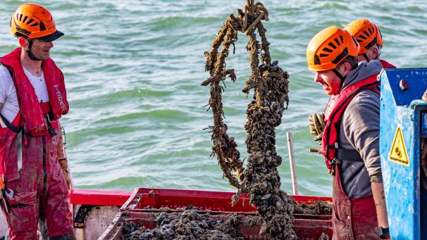 <p>Die erste Muschelernte von Colruyt in der eigenen Nordsee-Farm (Juli 2023)</p>