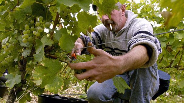 <p>Belgischer Wein ist auf dem Vormarsch, weshalb Gault&amp;Millau auch in diesem Jahr einen Weinführer herausgegeben hat.</p>