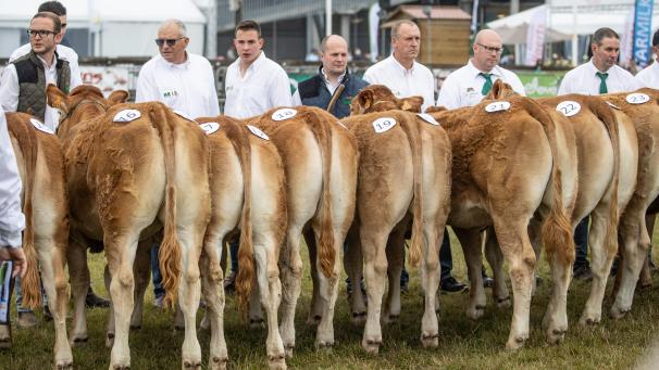 <p>Leistungsschau in Libramont</p>