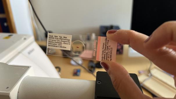 <p>Die Forscherin Chahinez Bouguerche zeigt ein Exemplar des Plattwurms Derogenes abba.</p>