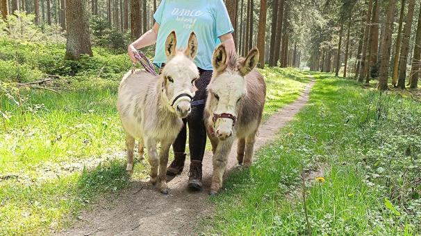 <p>Neben den beiden Mini-Eseln leben zahlreiche Ziegen bei „Caprasino“.</p>