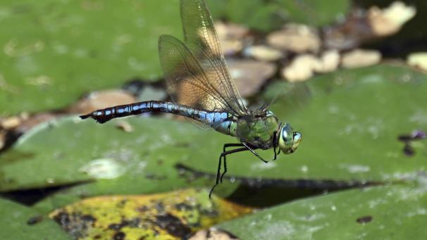 <p>Das Reservat gilt als einer der wichtigen Lebensräume für Libellen in Belgien und den Niederlanden.</p>
