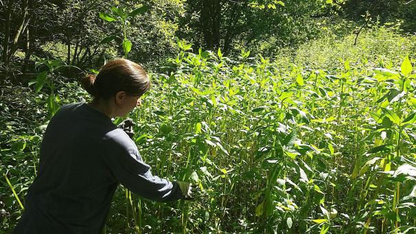 <p>Am Tüljebach in der Nähe des Grenzübergangs „Bildchen“ wurde am Dienstag dem Springkraut der Garaus gemacht.</p>