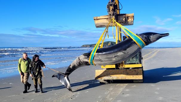 <p>Die vom New Zealand Department of Conservation zur Verfügung gestellte Aufnahme zeigt einen Bahamonde-Schnabelwal, der an einem Strand in der Region Otago an Land gespült wurde.</p>