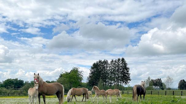 <p>Der SWR-„Treffpunkt“ machte auf seiner kulinarischen Reise durch Ostbelgien auch auf dem Stutenmilchhof Kessler in Honsfeld Halt.</p>