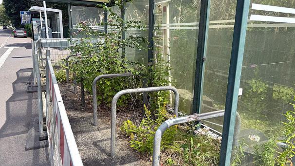 <p>Wildwuchs statt Fahrräder: Der Fahrradstellplatz am Grenzübergang Bildchen ist der Natur überlassen.</p>