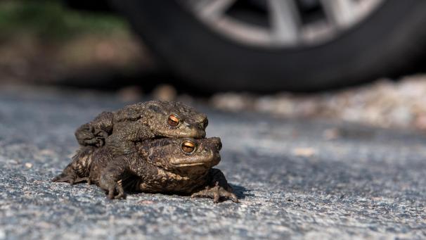 <p>Frösche werden besonders häufig überfahren.</p>