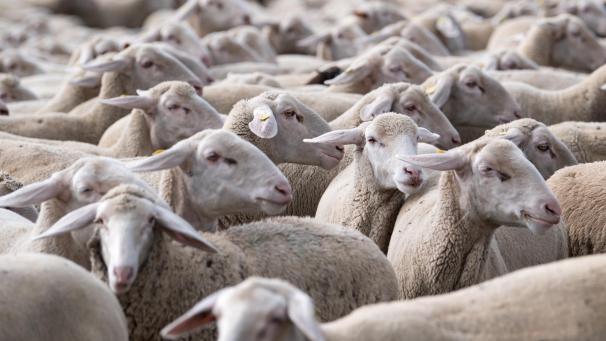 <p>Die Föderalagentur für die Sicherheit der Nahrungsmittelkette rät dazu, Schafe gegen das Virus zu impfen.</p>