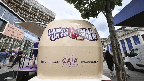 <p>Mithilfe der ersten „Audio“-Petition in Belgien fordert die Tierschutzorganisation GAIA alle Menschen in Belgien dazu auf, ihre Stimme für die Abschaffung der grausamen Praktiken des Vergasens und Schredderns von Küken zu erheben.</p>