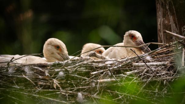 <p>Foto: Zoo Planckendael</p>