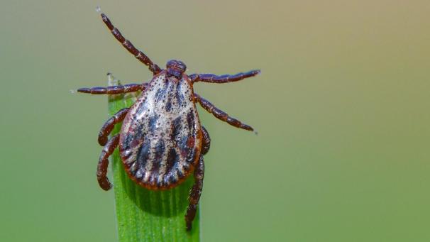 <p>Zecken lauern oft in kniehohem Gras und krabbeln auf der Suche nach einer geeigneten Stichstelle unbemerkt am Körper entlang.</p>