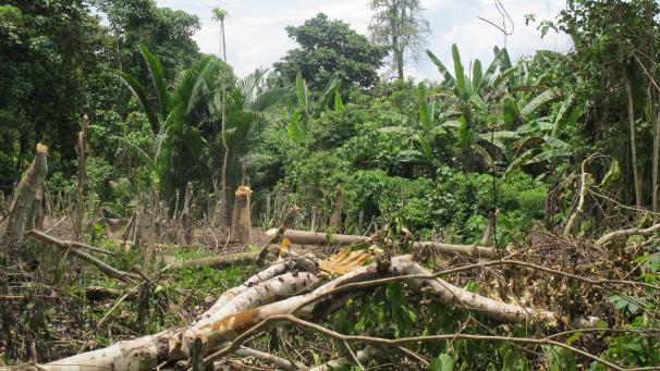 <p>Blick auf ein Dschungel-Gebiet in Papua-Neuguinea</p>