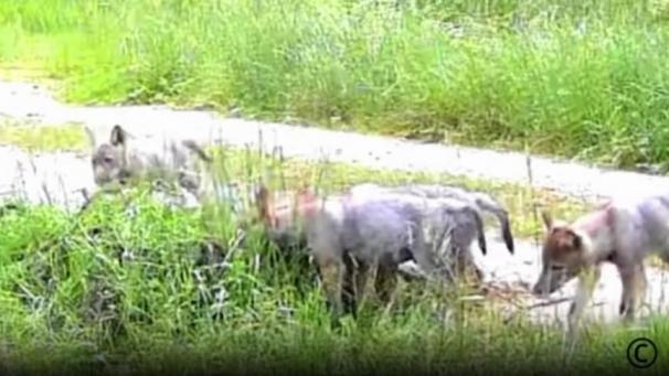 <p>Im Juni gelang es, die Tiere zu fotografieren.</p>