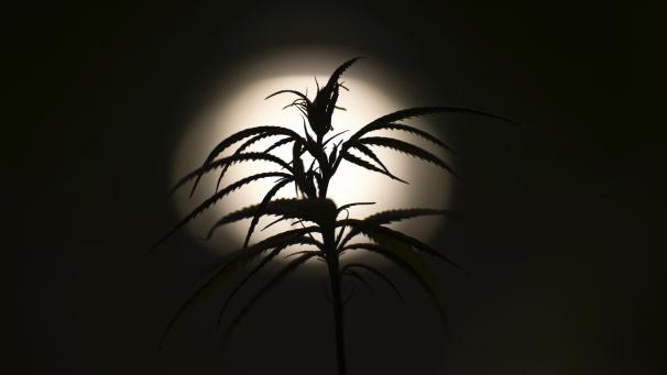 <p>Die Teillegalisierung von Cannabis in Deutschlang sorgt auch in Ostbelgien für Gesprächsstoff.</p>