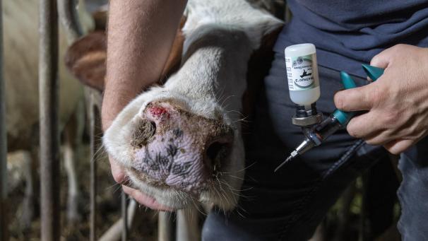 <p>In Belgien breitet sich das Blauzungenvirus aus.</p>