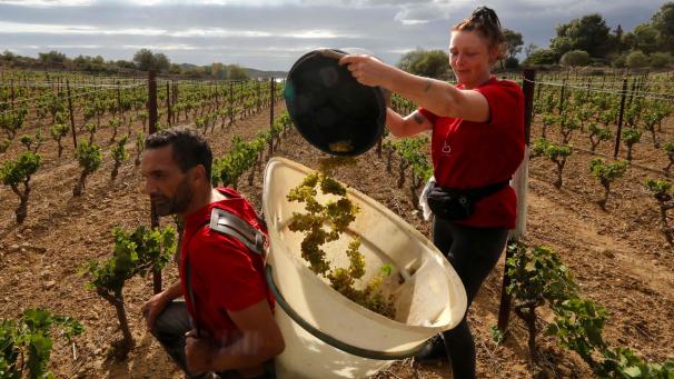 <p>ARCHIV - 03.08.2023, Frankreich, Fitou: Arbeiter sammeln Trauben von Muscat Blanc a petits Grains während einer frühen Lese auf dem Chateau Champ des Soeurs in Fitou in der Nähe von Perpignan. Bei der Weinlese in Frankreich werden moderate Einbußen erwartet.</p>