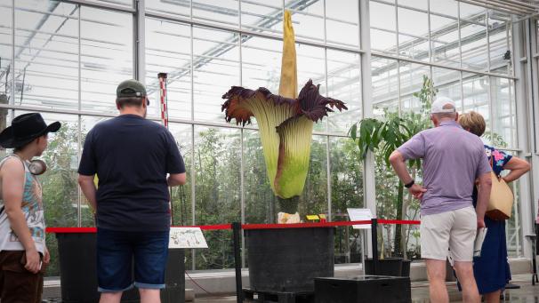 <p>Besucher bewundern den Titanwurz in Meise</p>