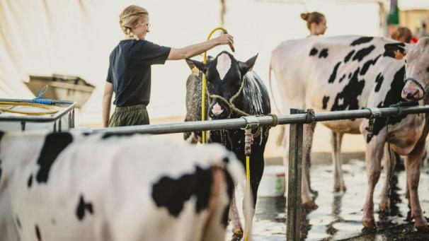 <p>Auch das Tierwohl spielt bei der Landwirtschaftsmesse in Battice eine große Rolle.</p>