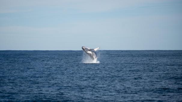 <p>Man geht davon aus, dass jedes Jahr mehr als 40 000 Buckelwale auf dem Weg von der Antarktis in die wärmeren Gewässer des Pazifiks entlang der Ostküste Australiens unterwegs sind.</p>