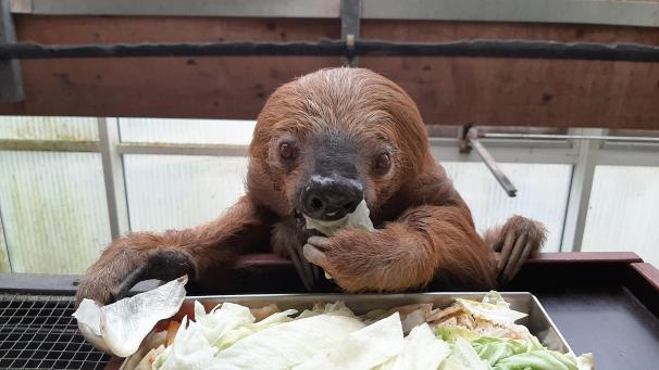 <p>Faultier Jan beim Essen.</p>