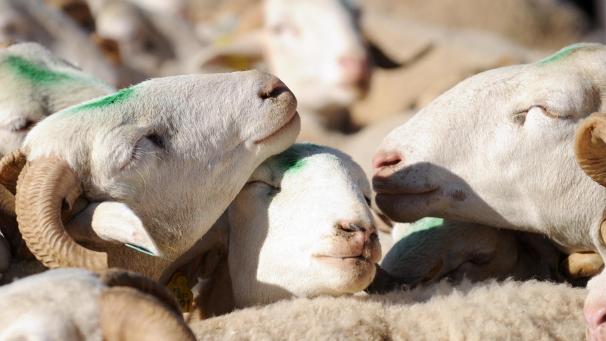 <p>Insbesondere Schafe und Rinder sind von der Blauzungenkrankheit betroffen.</p>
