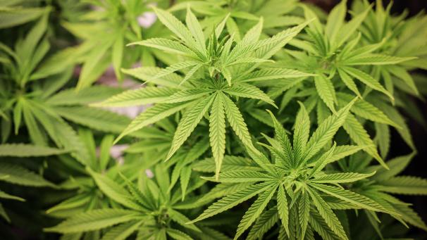 <p>Anbau-Clubs dürfen laut Bundesgesetz höchstens 500 Mitglieder haben, die erwachsen sein und seit mindestens sechs Monaten in Deutschland leben müssen. Die Droge darf gemeinschaftlich angebaut und an die Vereinsmitglieder in begrenzten Mengen abgegeben - aber nicht verkauft - werden.</p>