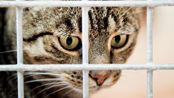 <p>Zahlreiche Hunde und Katzen wurden während der Ferien von der Lütticher SRPA aufgenommen.</p>