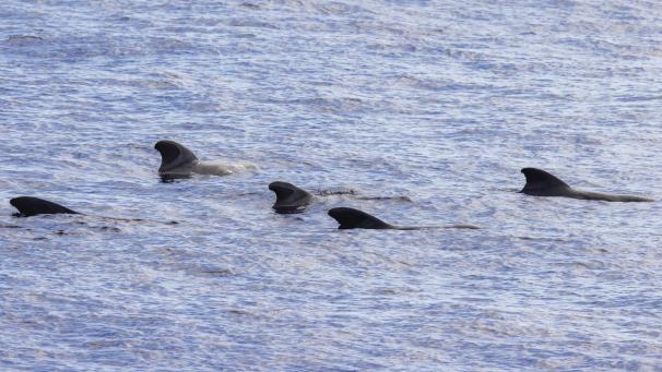 <p>Ein neues UN-Sekretariat soll sich um die Biodiversität in den Meeren kümmern.</p>