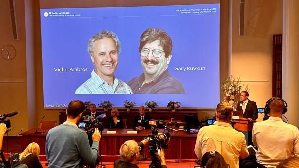 <p>Victor Ambros und Gary Ruvkun(v.l., Leinwand) erhalten in diesem Jahr denNobelpreis für Medizin.</p>