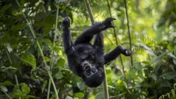 <p>Ein einjähriges Berggorillababy hängt kopfüber an einem Ast im Regenwald des Bwindi Impenetrable Nationalparks im Südwesten Ugandas.</p>