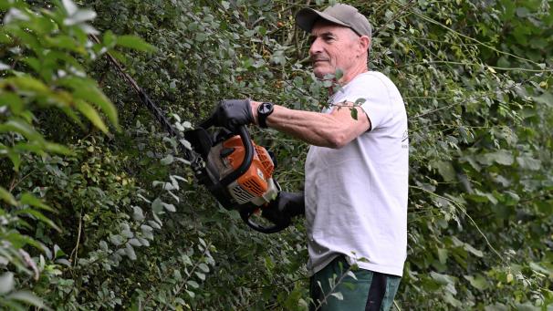 <p>Roger Alt bei der Arbeit: Vielen Heckenpflanzen tut ein Rückschnitt im Herbst gut.</p>