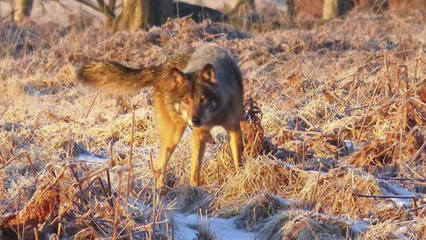 <p>Auch im Hohen Venn gibt es eine Wolfspopulation.</p>