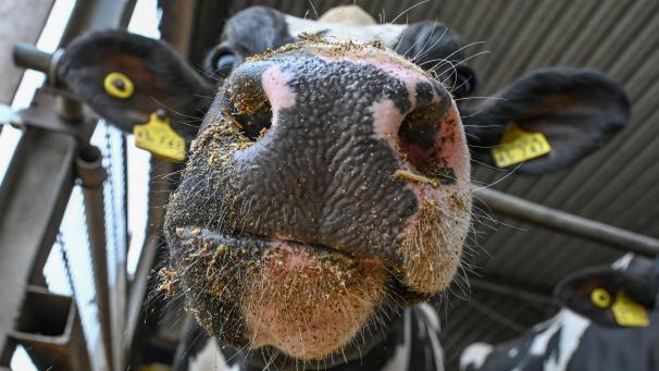 <p>Wiederkäuer wie z.B. Rinder, Schafe, Ziegen und und Wildwiederkäuer sowie Kamele, zu denen auch Alpakas und Lamas zählen, sind von dem Virus betroffen. Andere Tiere können sich nicht mit dem Blauzungenvirus infizieren. Auch für den Menschen ist die Erkrankung völlig ungefährlich.</p>