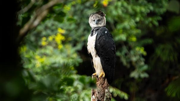 <p>Eine Harpyie mit aufgestelltem Federschopf steht auf einem Ast. Sie ist der größte Adler des amerikanischen Kontinents und wird laut der International Union for Conservation of Nature and Natural Resources (IUCN) als gefährdet eingestuft.</p>