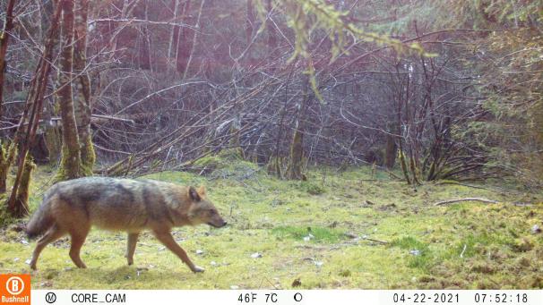 <p>In der Aufnahme einer Wildtierkamera des Wildtiermonitorings der Forstlichen Versuchs- und Forschunganstalt (FVA) Baden-Württemberg läuft ein Goldschakal durch einen Wald.</p>