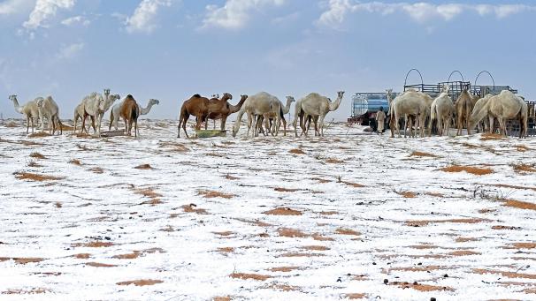 <p>Schnee umgibt Kamele auf ihrer Farm in der Provinz Al Jawf, im Norden Saudi-Arabiens. Dieses Bild entstand bereits am 2. November.</p>