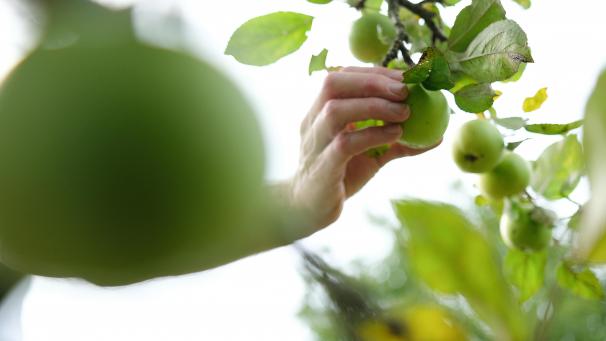 <p>Im Rahmen der diesjährigen Verteilungsaktion werden in Eupen diverse Apfelbaumsorten angeboten.</p>