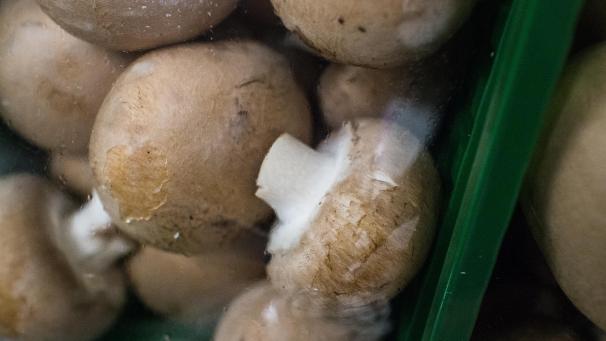 <p>Belgische Supermärkte testen Mehrwegverpackungen für Champignons.</p>