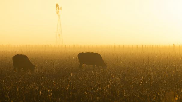 <p>Kühe auf einem Feld während der Abenddämmerung in Argentinien.</p>