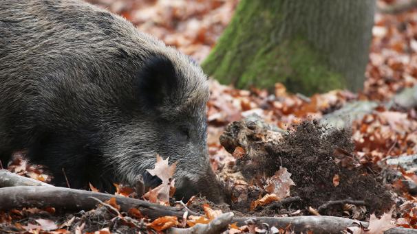 <p>Ein Wildschwein wühlt das Erdreich auf.</p>