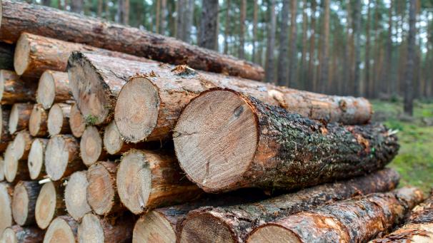 <p>Der Holzverkauf ist eine wichtige Einnahmequelle für die Gemeinde Amel.</p>