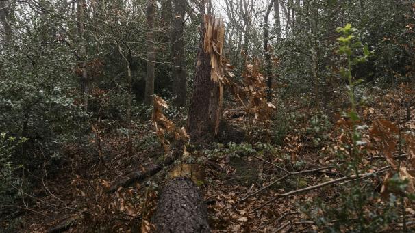 <p>Im Eupener Stadtwald am Schorberg stehen zum Beginn des neuen Jahres sicherheitsbedingte Durchforstungen an.</p>
