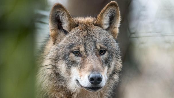<p>Ein Wolf (Canis Lupus Lupus) läuft durch ein Gehege.</p>