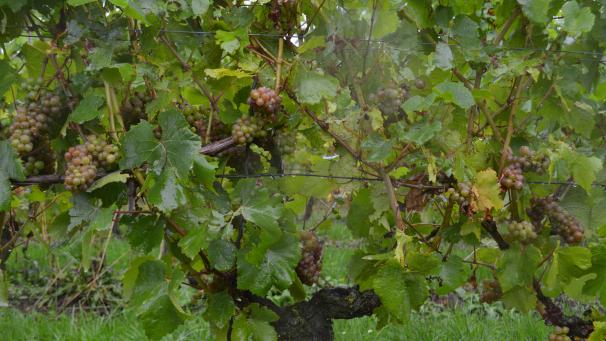 <p>Ein Weinstock des Weinguts Entre Deux Monts.</p>